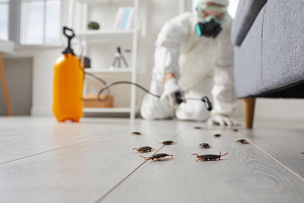 Post-Treatment Bed Bug Interceptor Monitoring in Pixley